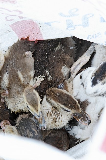 Famille et amis Mai 2011-096